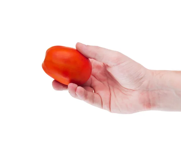 Tomate entero en la mano humana aislado sobre fondo blanco — Foto de Stock