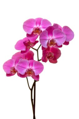 Beyaz arkaplanda izole edilmiş mor orkide