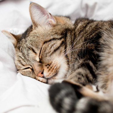 güzel Avrupa kedi beyaz üzerinde uyuyor