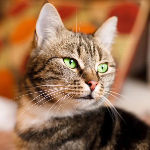 Gato europeu bonito na frente com olho verde — Fotografia de Stock