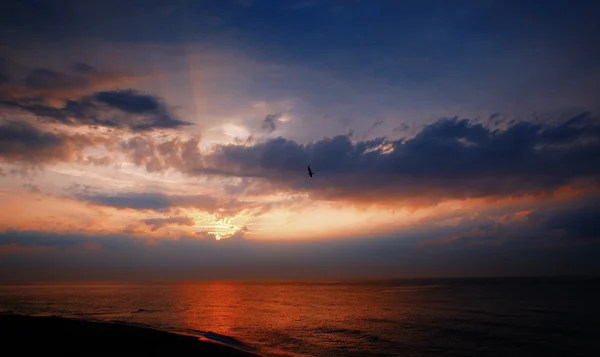 Mouette survolant la mer au lever du soleil . — Photo