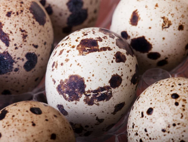 Surowy przepiórcze jaja zbliżenie w opakowania z tworzyw sztucznych — Zdjęcie stockowe