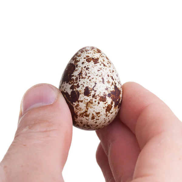 Surowy przepiórcze jaja zbliżenie w ludzką ręką na białym tle na biały backgro — Zdjęcie stockowe