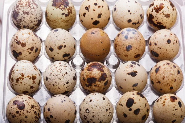 Surowy przepiórcze jaja zbliżenie w opakowania z tworzyw sztucznych — Zdjęcie stockowe