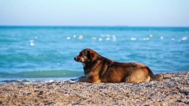 Yalnız köpek sahibi için seyir sahilde
