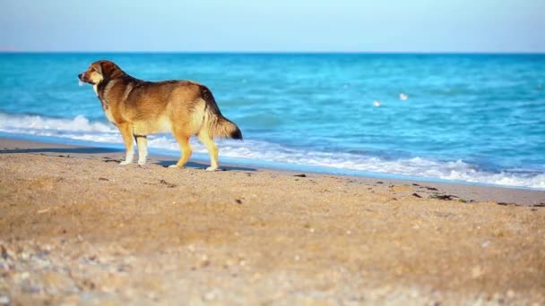 Samotny pies na plaży szuka właściciela — Wideo stockowe