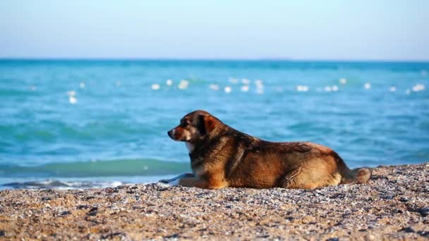 Cão solitário na praia à procura do proprietário — Vídeo de Stock