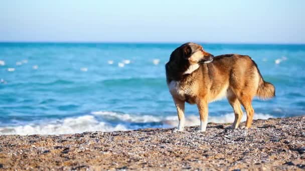 Cão solitário na praia à procura do proprietário — Vídeo de Stock