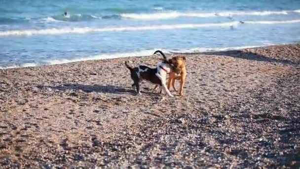 Dwa psy bawią się na plaży — Wideo stockowe