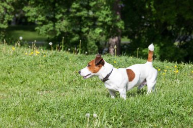 Jack Russell Terrier yeşil çim üzerinde
