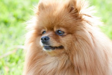 yaz günü güzel bir spitz-köpek portresi