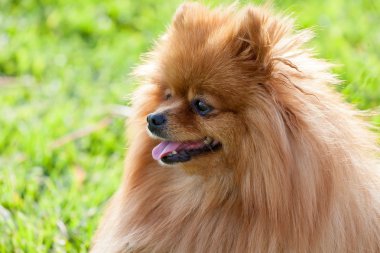 yaz günü güzel bir spitz-köpek portresi