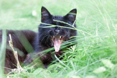 yeşil çim karşı güzel bir kedi portresi