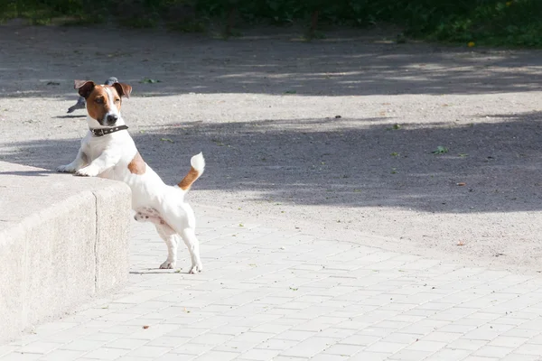 Jack Russell Terrier en un césped verde —  Fotos de Stock