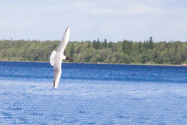 Mouette contre le ciel bleu — Photo