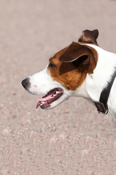 Jack Russell Terrier em um gramado verde — Fotografia de Stock