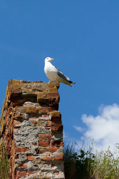 Mouette contre le ciel bleu — Photo