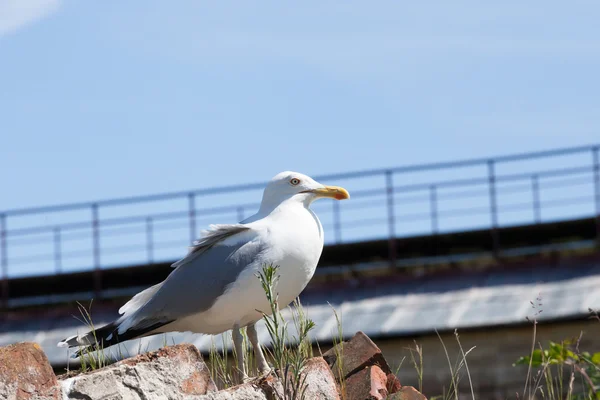 Mouette contre le ciel bleu — Photo