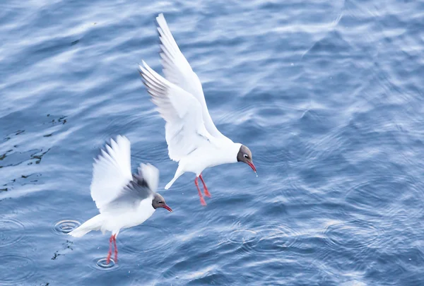 Mouette contre le ciel bleu — Photo