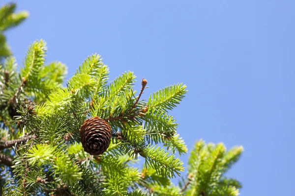 The pine cone against the blue sky — Stock Photo, Image