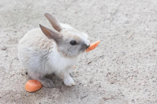 O coelho divertido come cenouras — Fotografia de Stock