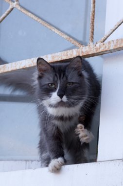 güzel kedi againstin portresi