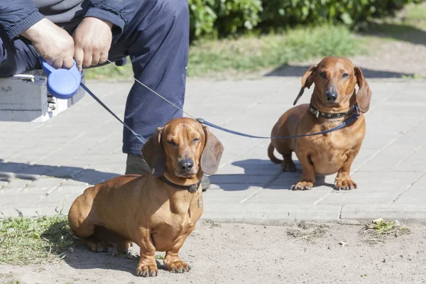 Two dachshunds on a lead with the owner — Stock Photo, Image