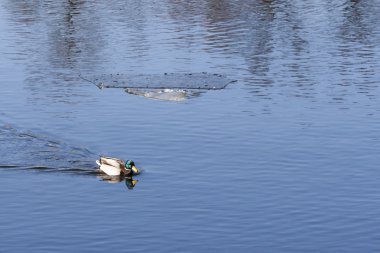 Ördek gölette yüzüyor.