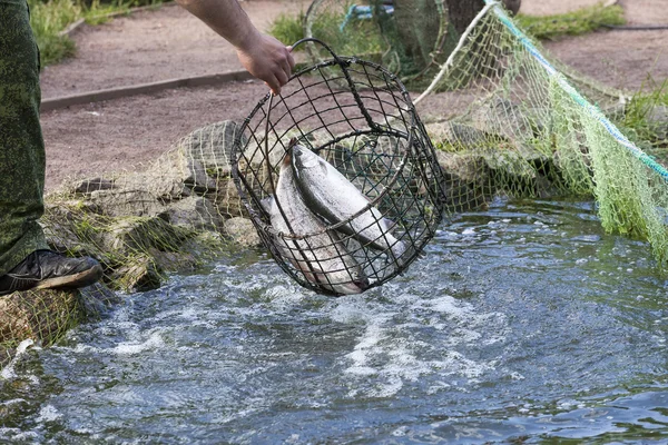 Le pêcheur sort la truite du filet de l'étang — Photo