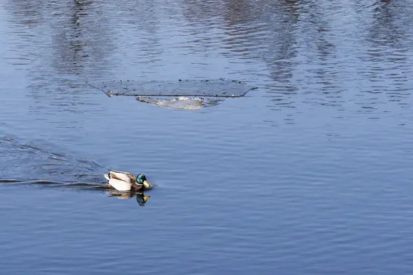 Ente schwimmt in einem Teich — Stockfoto