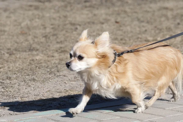 Den lilla vovve promenader på ett lead — Stockfoto