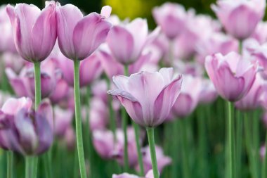 Bahçede pembe laleler