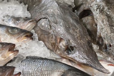 buzun içinde yalan taze balık