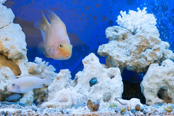 Плаваючі риби в акваріумі з камінням — стокове фото