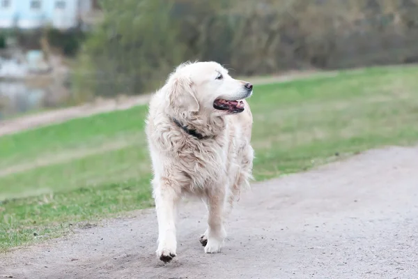 Den glada hunden körs glatt på en gräs — Stockfoto