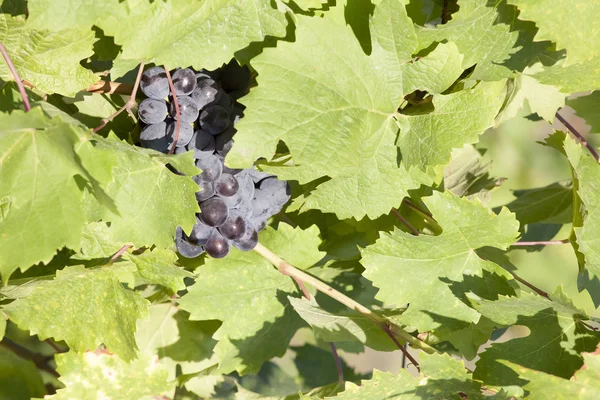 Les grappes de raisins suspendues parmi les feuilles — Photo
