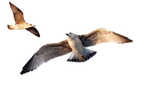 Uppsättning av seagulls isolerade — Stockfoto