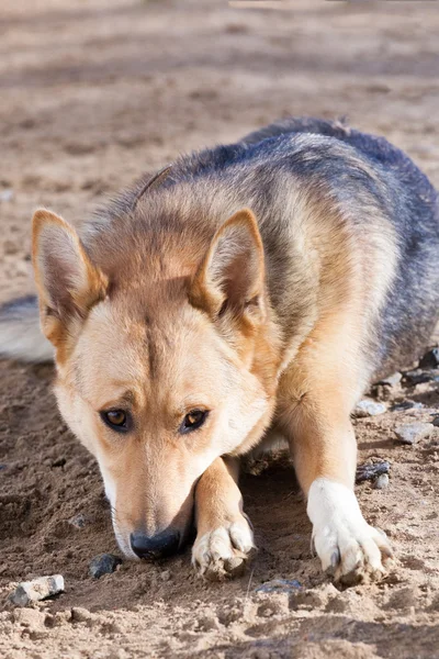 Dirty cão deitar-se esperando por alguém — Fotografia de Stock