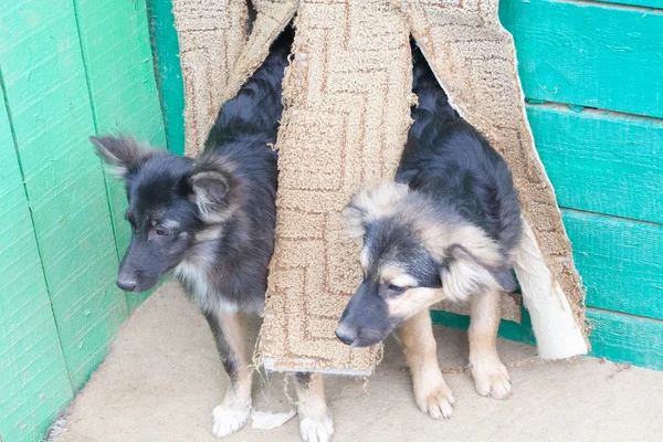 Anak anjing tunawisma di tempat penampungan untuk anjing — Stok Foto