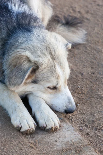 Sporco cane sdraiato in attesa di qualcuno — Foto Stock