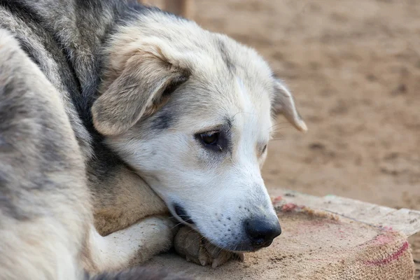 Kirli köpek içinbeklediğini aşağı yalan