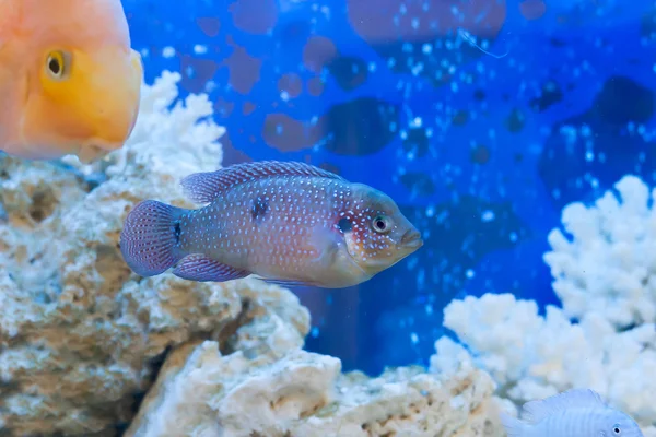 Плаваючі риби в акваріумі з камінням — стокове фото