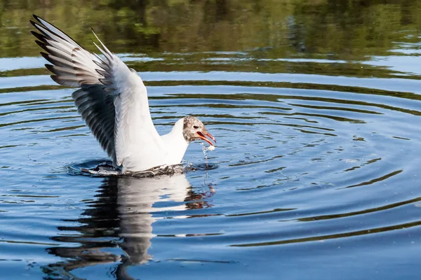 Las gaviotas volando sobre el río en el día de verano — Foto de Stock