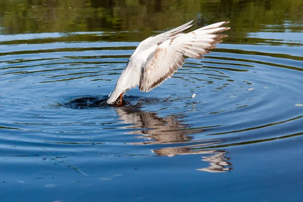 Чайки літають над річкою в літній день — стокове фото