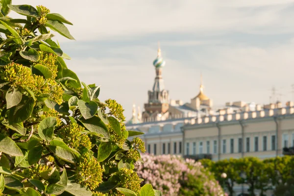 Summer view the Field Mars and Church of the Savior on Spilled Blood — Stock Photo, Image