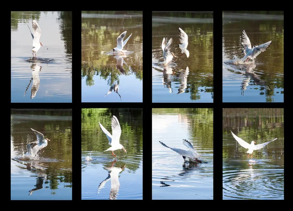 Las gaviotas volando sobre el río en el día de verano — Foto de Stock