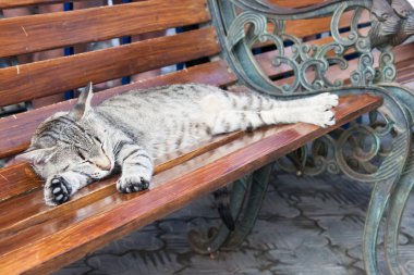 güzel bir genç dumanlı kedi portresi