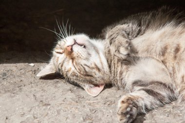 güzel bir genç dumanlı kedi portresi