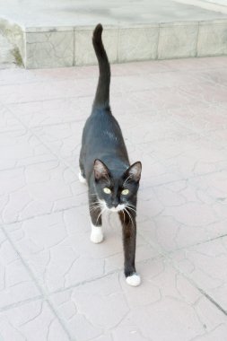 güzel bir genç dumanlı kedi portresi