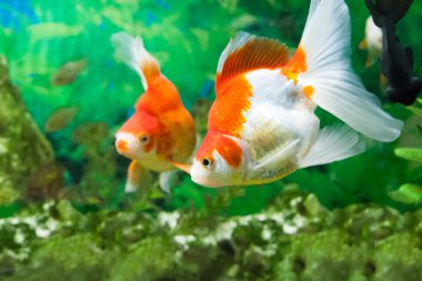 bir akvaryum içinde yüzen balıklar